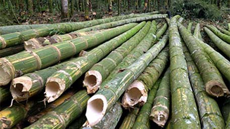 Bamboo Harvest