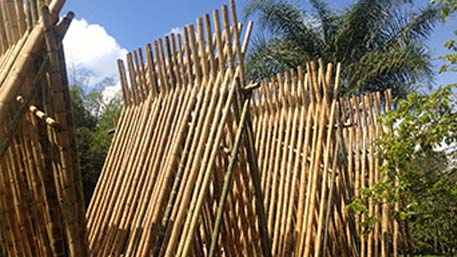 Sun Bleaching Bamboo