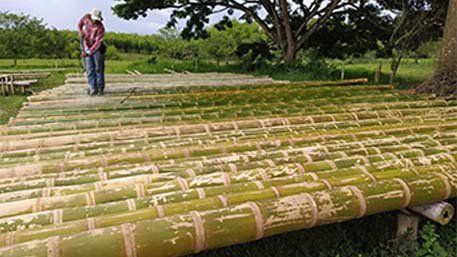 Washing Bamboo